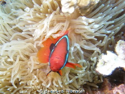 Tomato Anemonefish - Amphiprion frenatus by Hansruedi Wuersten 